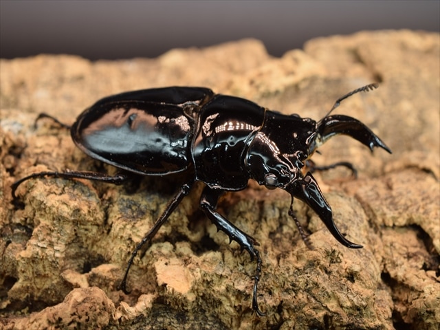 カブトムシ クワガタムシ 昆虫専門店｜極