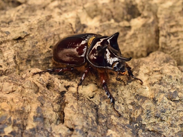 スリナムミツノカブト成虫39ｍｍペア