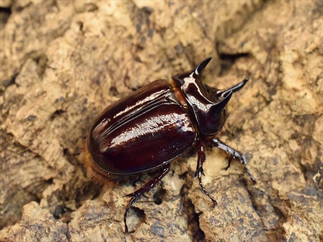 スリナムミツノカブト成虫39ｍｍペア