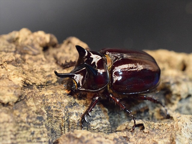 スリナムミツノカブト成虫39ｍｍペア