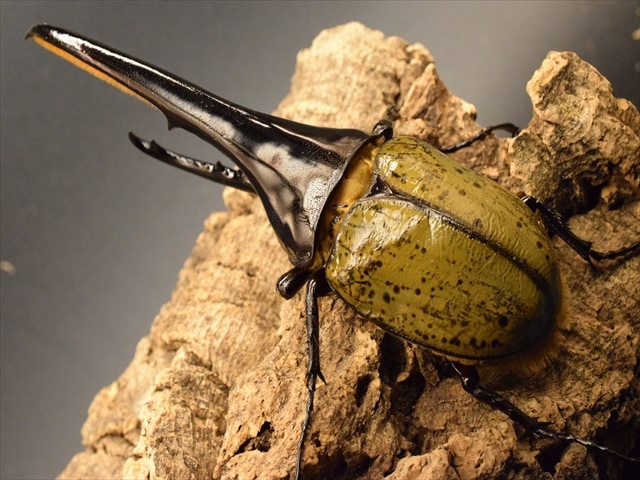 美形】ヘラクレス・ヘラクレス152mmペア | 外国産カブトムシ 成虫 | 極