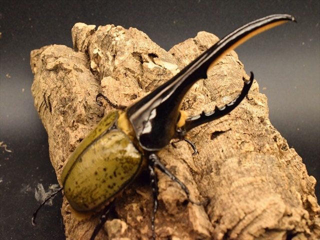 美形】ヘラクレス・ヘラクレス152mmペア | 外国産カブトムシ 成虫 | 極