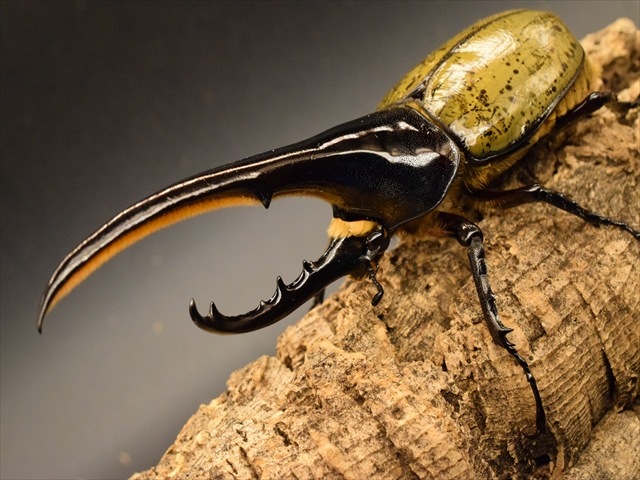 美形】ヘラクレス・ヘラクレス152mmペア | 外国産カブトムシ 成虫 | 極 