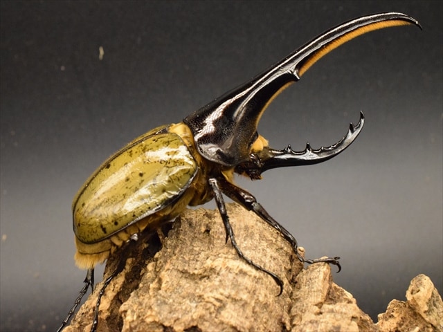 美形】ヘラクレス・ヘラクレス152mmペア | 外国産カブトムシ 成虫 | 極 美形】ヘラクレス・ヘラクレス152mmペア | 外国産カブトムシ 成虫 | 極