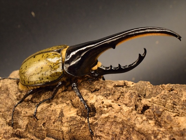美形】ヘラクレス・ヘラクレス152mmペア | 外国産カブトムシ 成虫 | 極