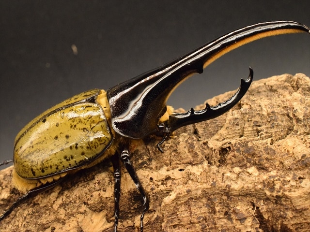 美形】ヘラクレス・ヘラクレス152mmペア | 外国産カブトムシ 成虫 | 極