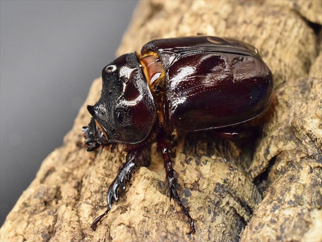 【新成虫】ケンタウルスミツノカブト52mmペア