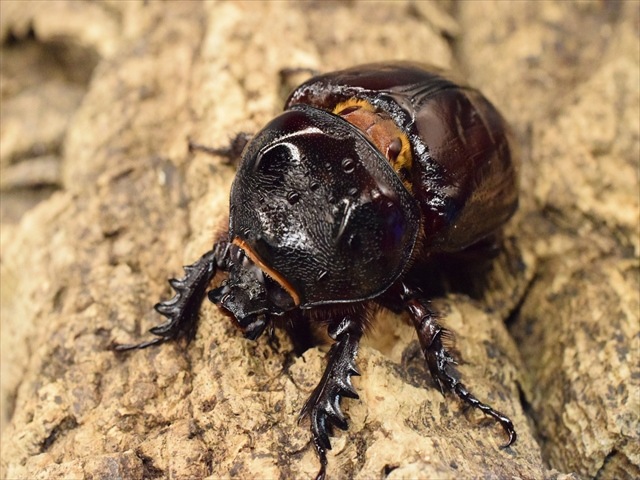 【新成虫】ケンタウルスミツノカブト52mmペア