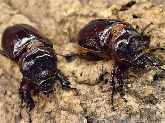 【新成虫】ケンタウルスミツノカブト52mmペア