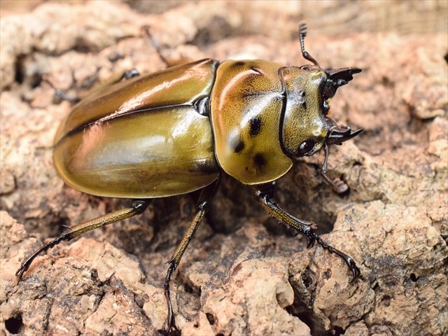 新成虫】ババオウゴンオニクワガタ67mmペア | 外国産クワガタ