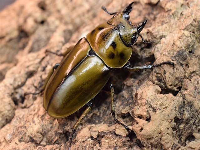 新成虫】ババオウゴンオニクワガタ67mmペア | 外国産クワガタ 成虫