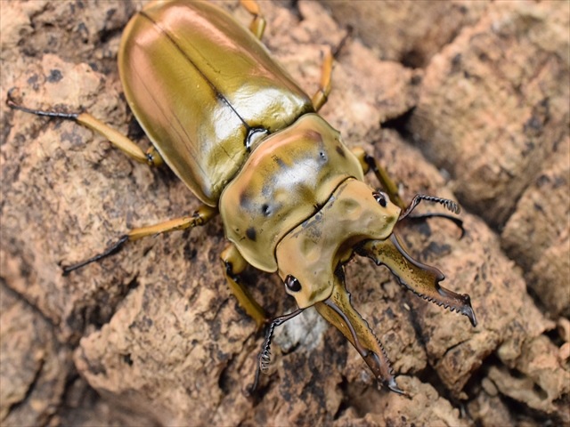 新成虫】ババオウゴンオニクワガタ67mmペア | 外国産クワガタ