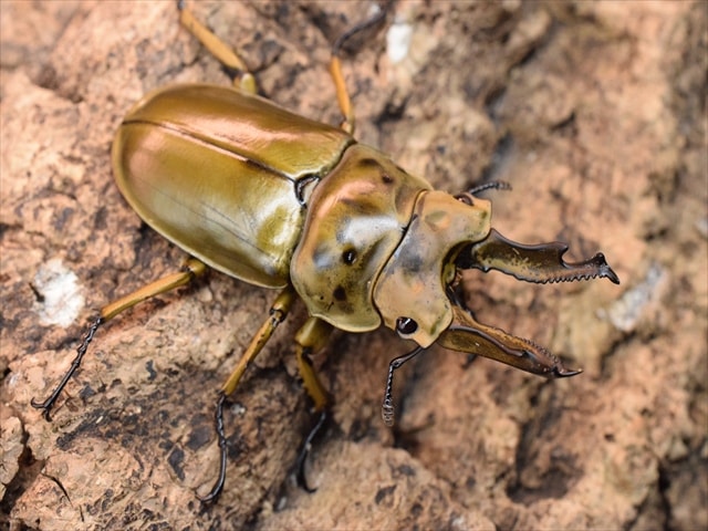 ※美麗　ババオウゴンオニクワガタ♂野外標本 美麗 ババオウゴンオニクワガタ♂野外標本 超特価】 美麗 ババ