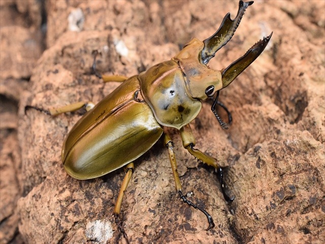 新成虫】ババオウゴンオニクワガタ67mmペア | 外国産クワガタ