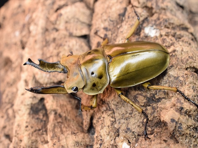 新成虫】ババオウゴンオニクワガタ67mmペア | 外国産クワガタ