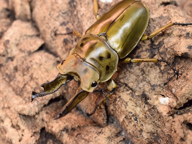新成虫】ババオウゴンオニクワガタ67mmペア | 外国産クワガタ 成虫