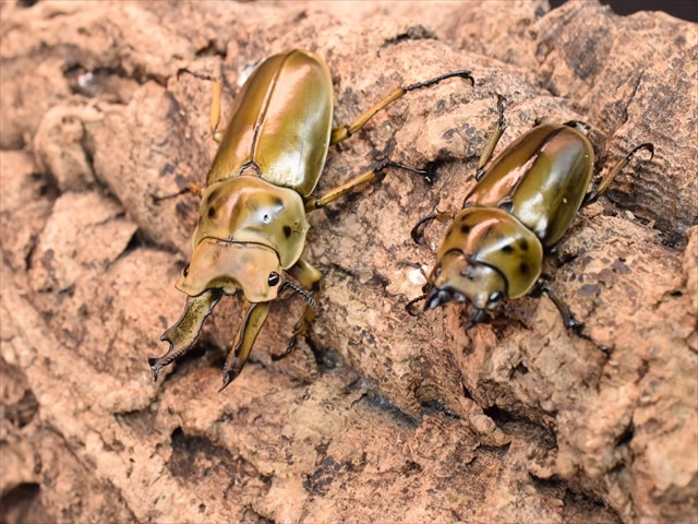 新成虫】ババオウゴンオニクワガタ67mmペア | 外国産クワガタ