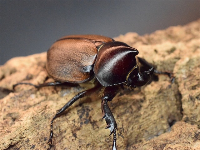 【大特価】フンボルトヒナカブトペア