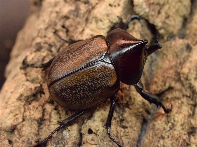 【大特価】フンボルトヒナカブトペア
