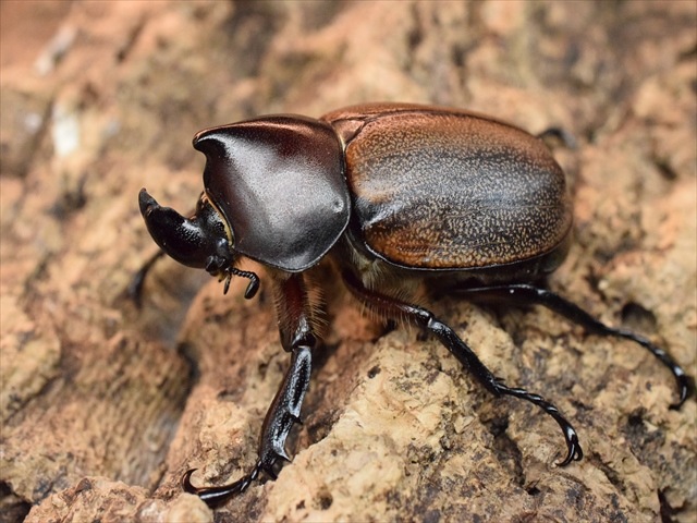 【大特価】フンボルトヒナカブトペア