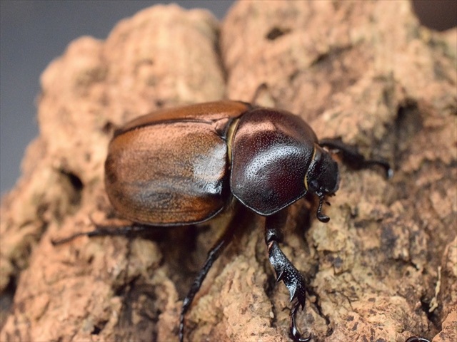 【大特価】フンボルトヒナカブトペア