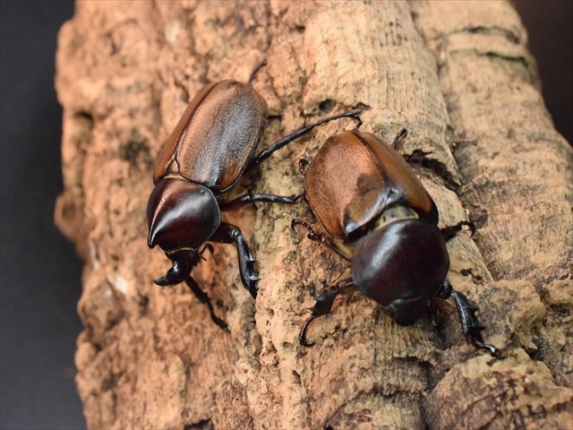 【大特価】フンボルトヒナカブトペア