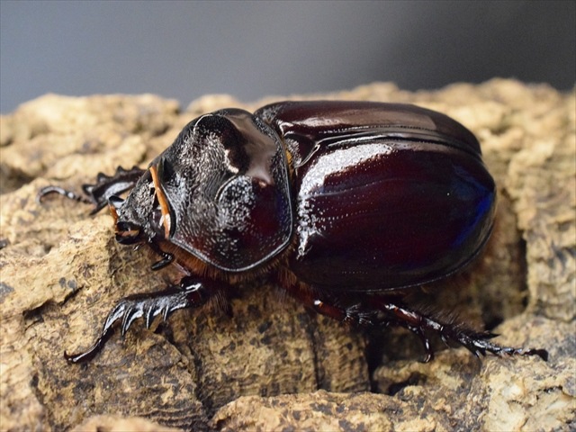 【新成虫】ケンタウルスミツノカブト53mmペア