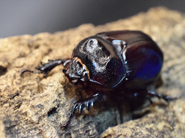 【新成虫】ケンタウルスミツノカブト53mmペア