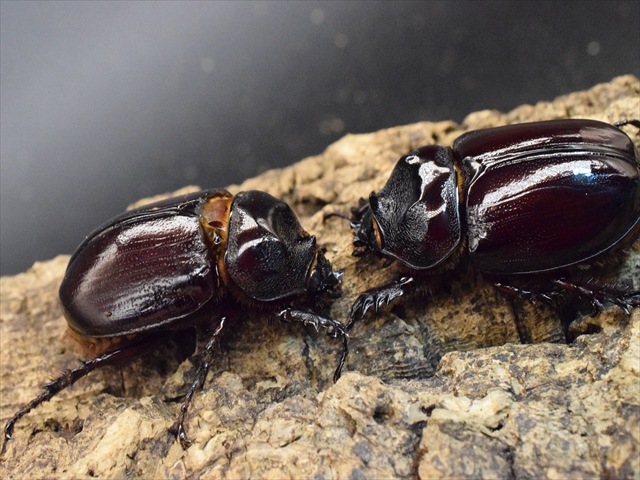 【新成虫】ケンタウルスミツノカブト53mmペア