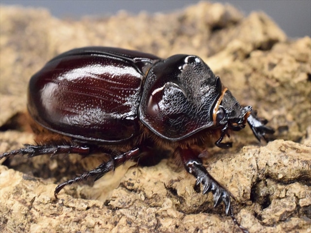 【新成虫】ケンタウルスミツノカブト53mmペア