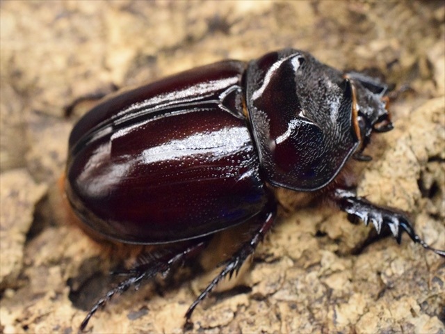 【新成虫】ケンタウルスミツノカブト53mmペア