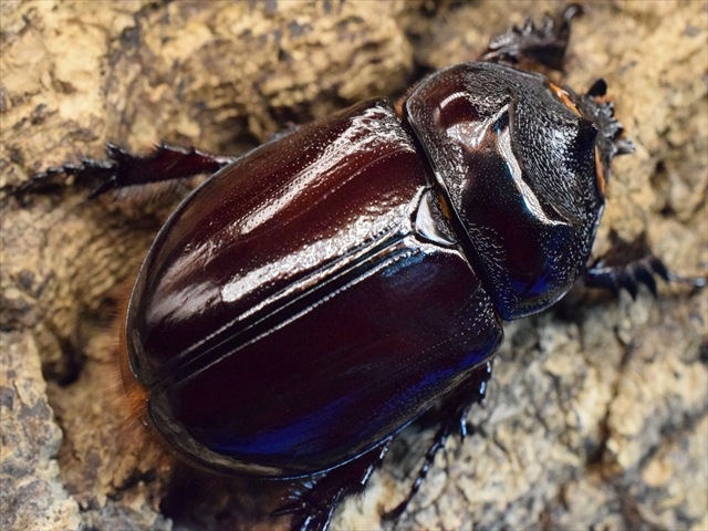 【新成虫】ケンタウルスミツノカブト53mmペア