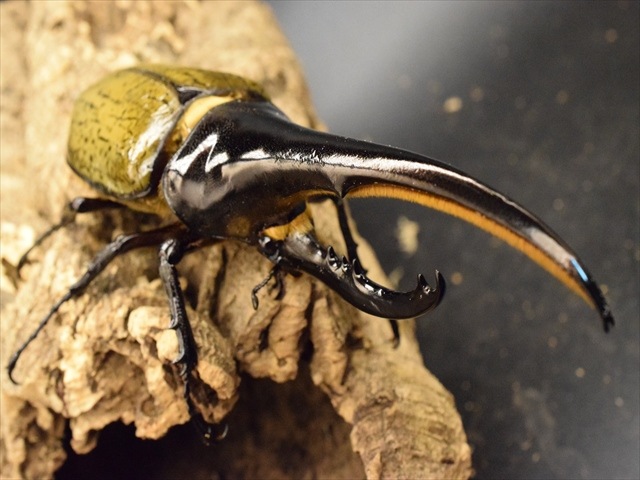 美形】ヘラクレス・ヘラクレス155mmペア | 外国産カブトムシ 成虫 | 極