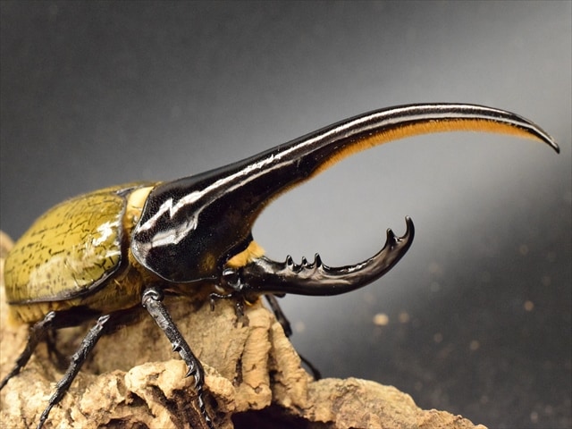 美形】ヘラクレス・ヘラクレス155mmペア | 外国産カブトムシ 成虫 | 極