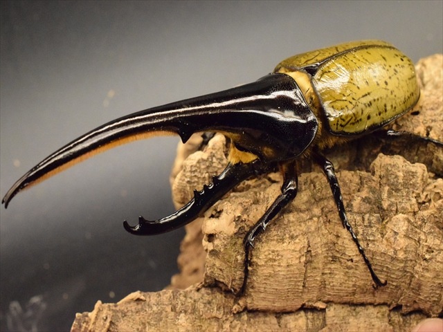 銅製　ヘラクレス　カブトムシ 美形】ヘラクレス・ヘラクレス155mmペア | 外国産カブトムシ 成虫 | 極