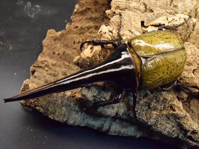 美形】ヘラクレス・ヘラクレス155mmペア | 外国産カブトムシ 成虫 | 極