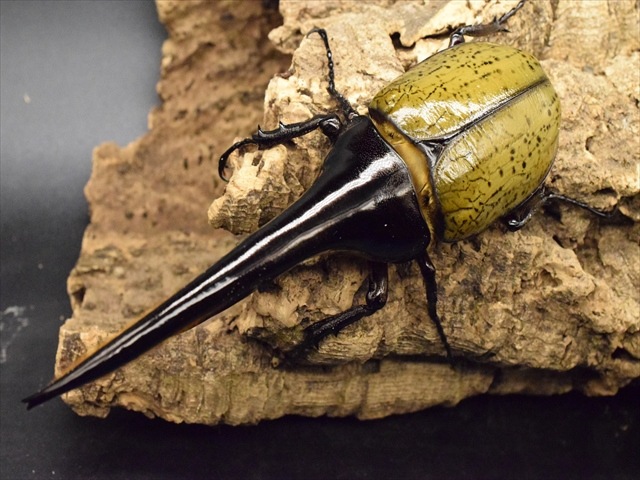 美形】ヘラクレス・ヘラクレス155mmペア | 外国産カブトムシ 成虫 | 極