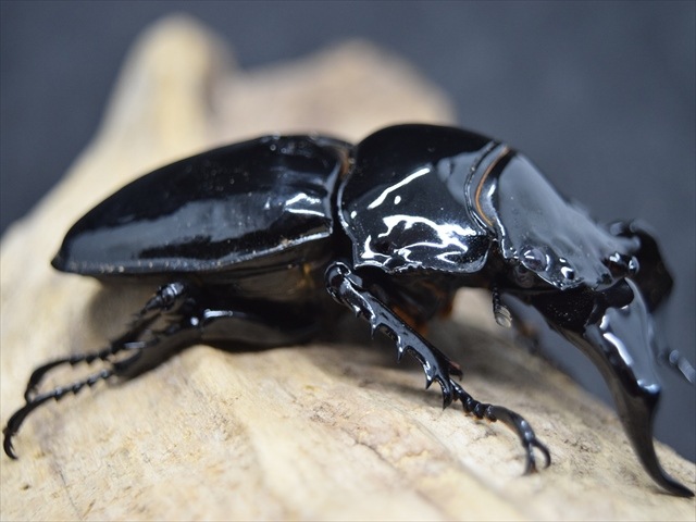 標本 スマトラ産 ヤスオカツヤクワガタ 82ミリ 標本スマトラ産リツセマツヤクワガタ34ミリ野外品 （標本