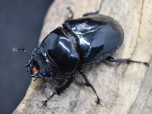 タランドゥスツヤクワガタ 2003 AUTUMN ARS10 PSA10相当