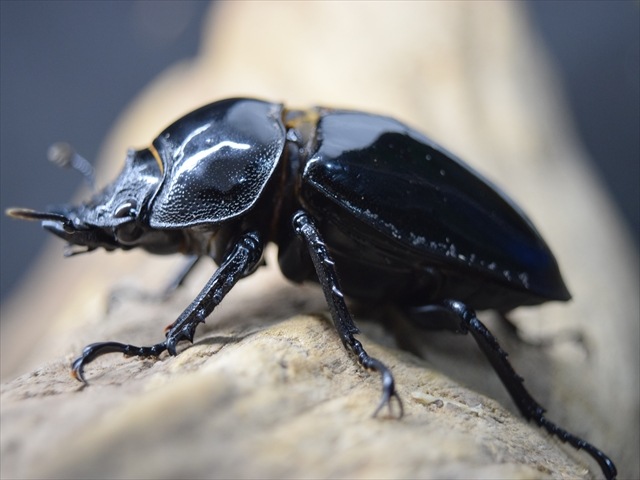 極ブランド】雅（タランドゥスオオツヤクワガタ）82mm成虫ペア
