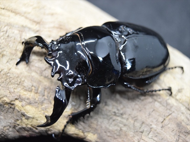 極ブランド】雅（タランドゥスオオツヤクワガタ）82mm成虫ペア