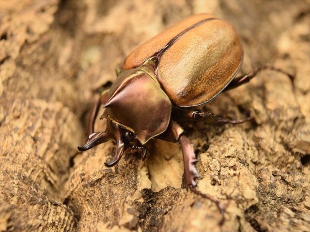 ブラジル産 マルガリータヒナカブト 42mm ブリード