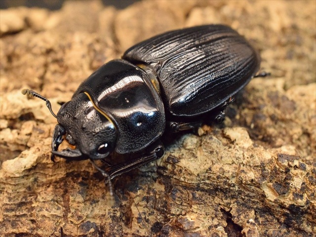 国産オオクワガタ（久留米産）67mmペア【新成虫】 | 国産クワガタ