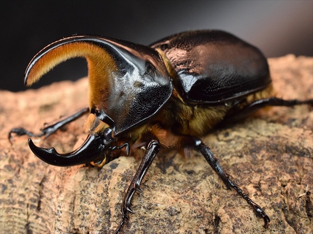 【新成虫】サタンオオカブト83mmペア