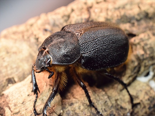 【新成虫】サタンオオカブト83mmペア