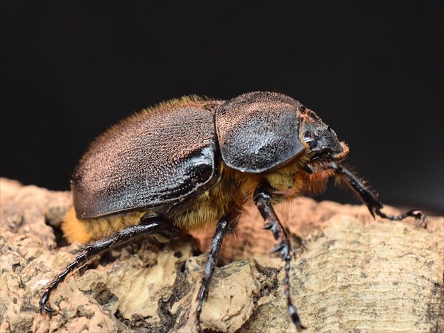 【新成虫】サタンオオカブト83mmペア