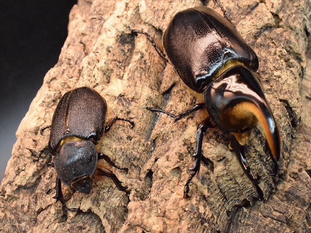 【新成虫】サタンオオカブト83mmペア