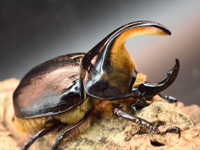 【新成虫】サタンオオカブト83mmペア