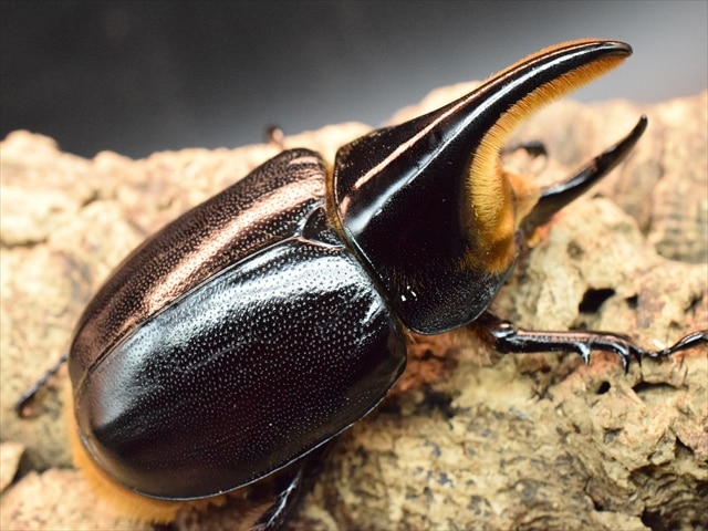 【新成虫】サタンオオカブト83mmペア