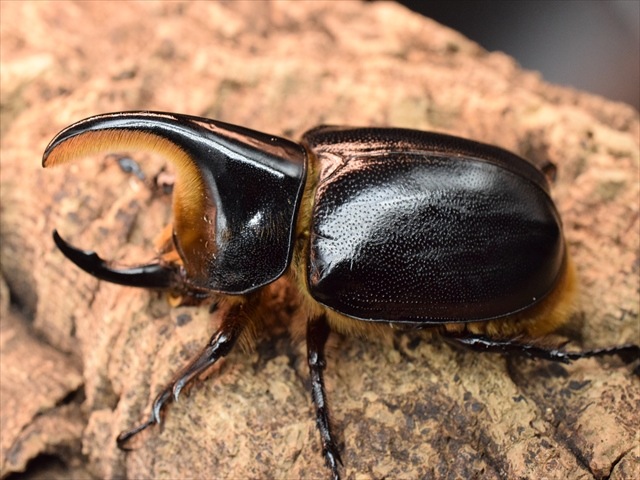 【新成虫】サタンオオカブト83mmペア